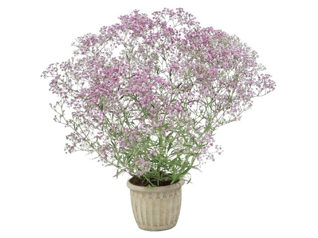 かすみ草 様♡ サングリーン企画 ピンクの四季咲きかすみ草 1株| コープこうべ