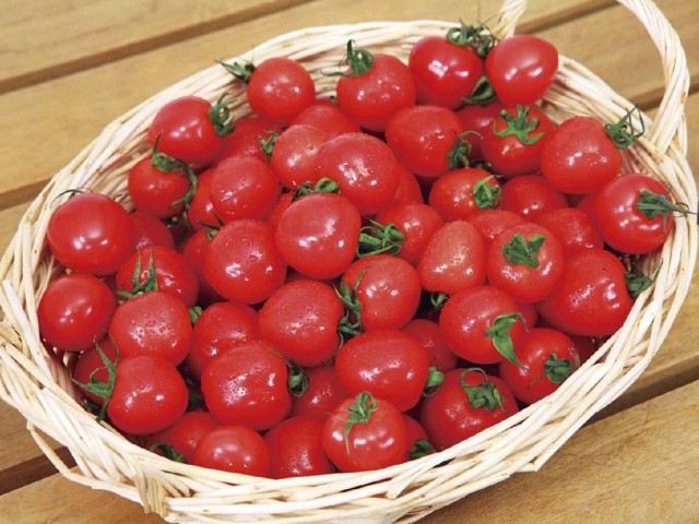 【レビューを書けば送料当店負担】 うす皮鈴なり 花の大和 さくらんぼトマト コープこうべネット 2株| その他
